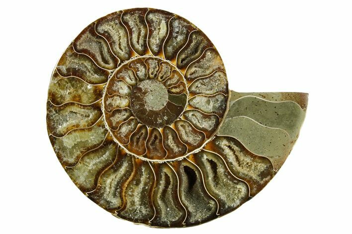 Cut & Polished Ammonite Fossil (Half) - Madagascar #369608